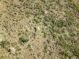 montículo de tierra de abeja solitaria y hierba y suciedad foto