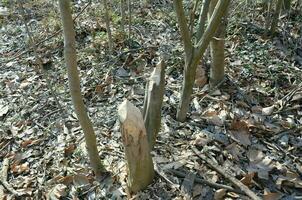 tree trunk chewed on or bitten by beavers photo