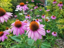 abeja en flor de cono rosa y naranja y verde foto