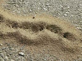 ant hills in the cracks of asphalt photo