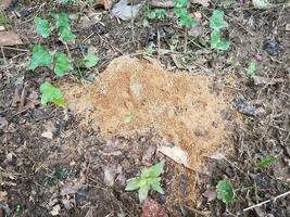 ant hill or mound in the dirt or soil
