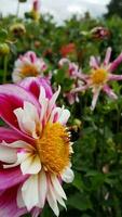 bee on plant with pink, white, and yellow flowers and green leaves photo