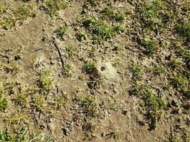 solitary bee dirt mound and grass and dirt photo