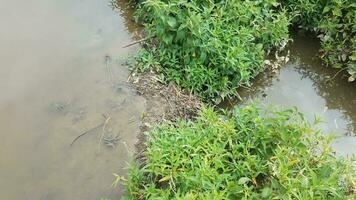 water with small beaver dam with green plants photo