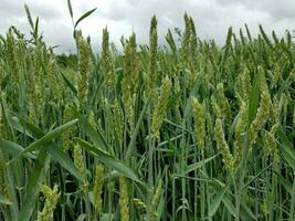 large green grass field and stalks up close photo