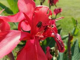 plant with pink flower and green leaves photo