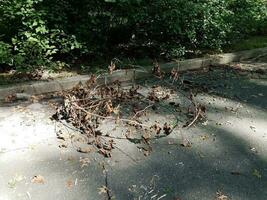 hojas marrones y ramas sobre asfalto foto