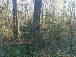 bee house with holes on tree in the forest photo