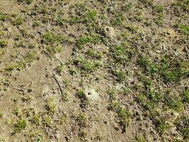 solitary bee dirt mound and grass and dirt photo