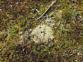 montículo de tierra de abeja solitaria y hierba y suciedad foto