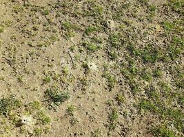 solitary bee dirt mound and grass and dirt photo