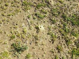 solitary bee dirt mound and grass and dirt photo