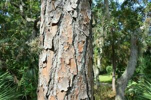 corteza de pino marrón áspera, gruesa, agrietada y escamosa en el tronco foto