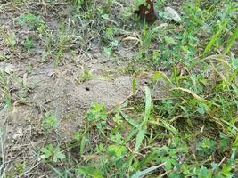 montículo de hormigas con suciedad en la hierba foto