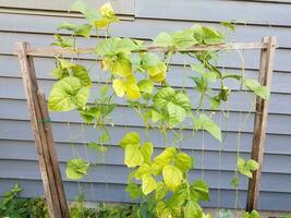 bean plant or vine growing on wood lattice photo