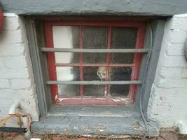 basement window with skull decoration and bars photo