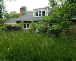 abandoned house or ruins with tall grass photo