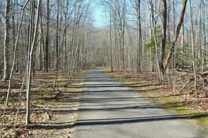 asphalt trail or path in forest or woods photo