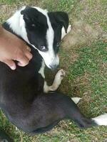 a black and white puppy on the ground being petted photo