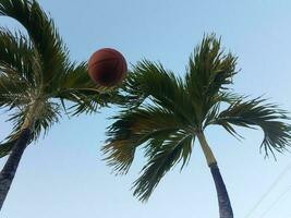 basketball in the air with palm trees photo