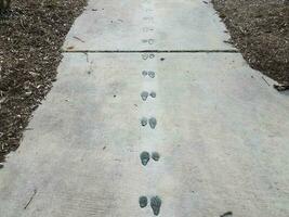 animal tracks or prints on grey cement sidewalk photo