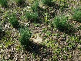 hierba verde y montículo de tierra con abeja foto