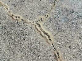 ant hills in the cracks of asphalt photo