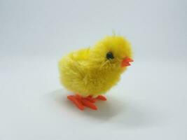 fluffy yellow baby chicken or duck with white background photo