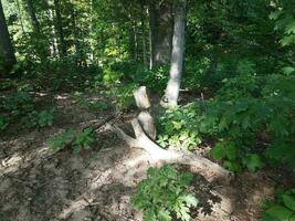 tree chewed on by a beaver photo