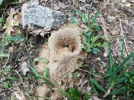 dirt ant hill or mound or nest outdoor photo