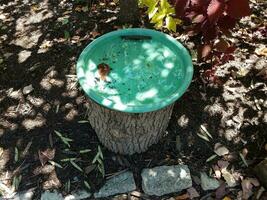 green bird bath with water on tree stump photo