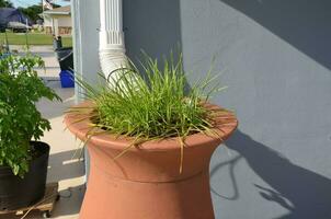 green plant in rain barrel with gutter downspout and home photo