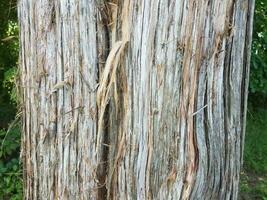 bark of a tree close up photo