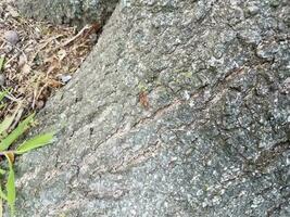 a large red ant on a tree photo