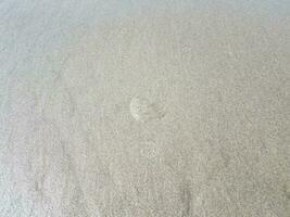 clear jellyfish in wet sand at coast or beach photo