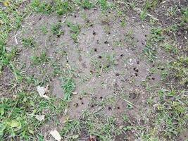 ant nest or mound with holes in green grass photo