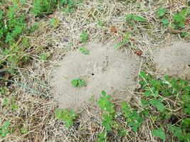 ant mound or hill in grass or lawn or yard photo