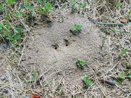 ant mound or hill in dirt with grass or lawn photo