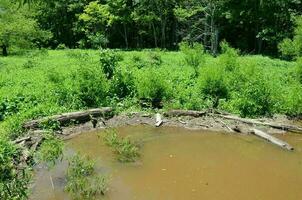 beaver dam with mud and sticks and branches and water photo