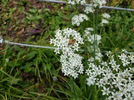 white flower with a bee on it photo