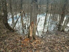 marcas de mordedura de castor en el tronco del árbol y el agua y los árboles en el bosque en la zona de humedales foto