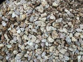 white and grey stones covered by hundreds of ants photo