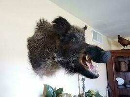 wild boar or pig head mounted on wall photo