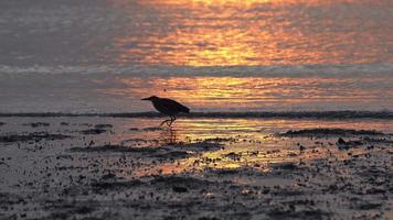 silhueta garça pássaro caminhada no litoral enlameado video
