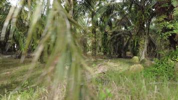 Sliding shot the oil palm plantation video