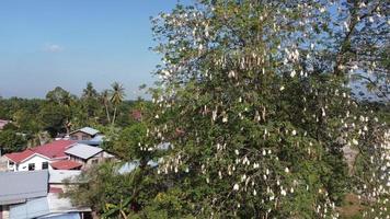 árbol de kapok lleno de fruta de algodón