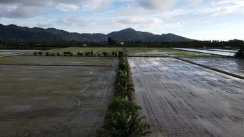 vista aérea campo de arroz cultivado video