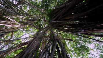 Move and look up Banyan tree video