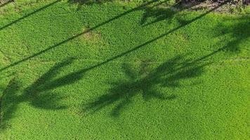 Aerial look down shadow of coconut palm tree video