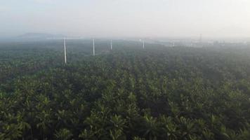 Aerial view fly over oil palm tree plantation video